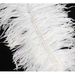 15in Ostrich White Feather/ Plume