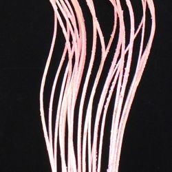 42in Tall Glittered Pink Curly Willow 